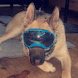 Meet your Posher, Gracie